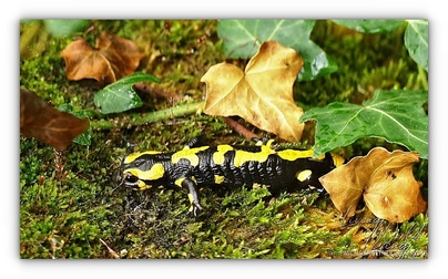Salamandre tachetée