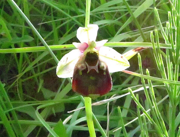 Les orchidées sauvages du Châtillonnais ont fleuri en grand nombre pendant ce printemps 2024