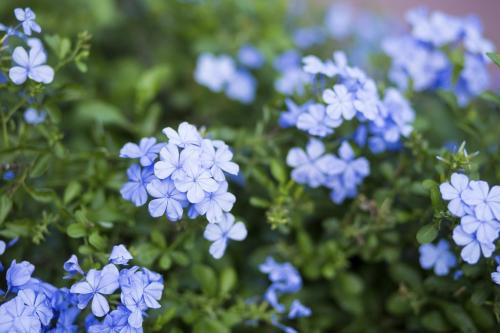 Fleurs cultivées : Plumbago