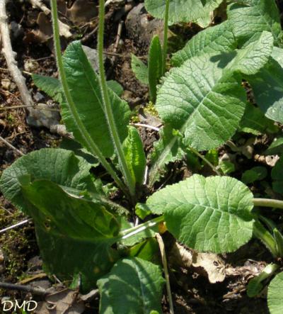 Primula elatior - primevère des bois