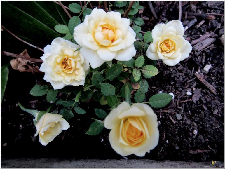 2024  LES ROSES DU JARDIN 