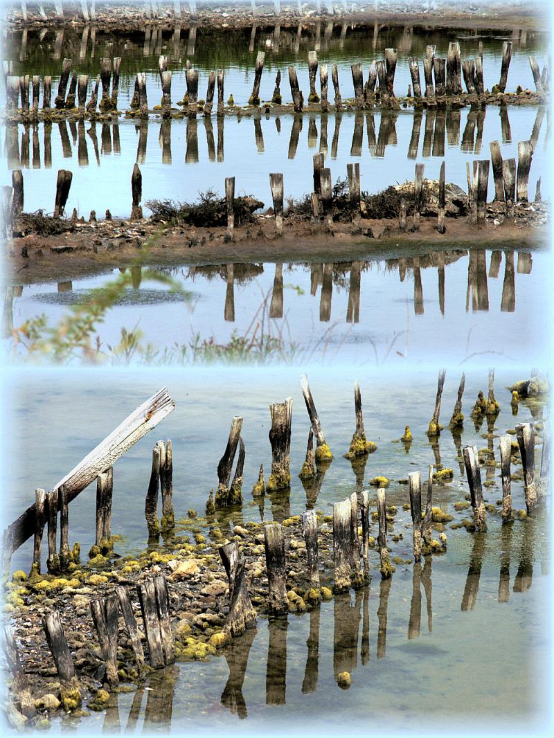 Reflets - Loix - Ile de Ré - 17  posté le vendredi 23 janvier 2009