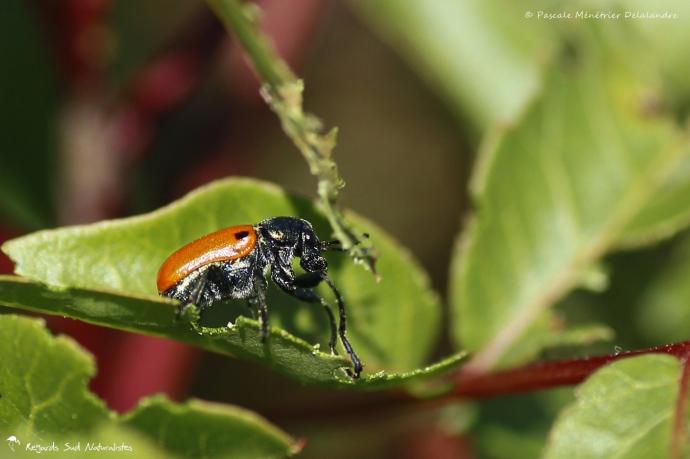 Labidostomis humeralis