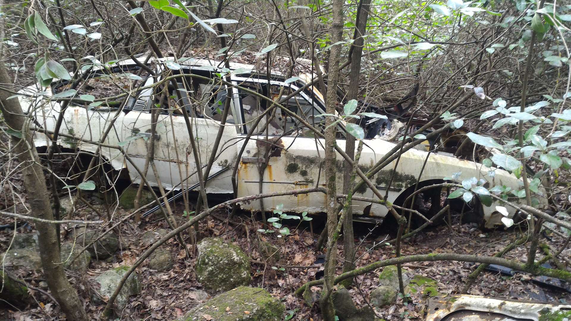Sous-bois péri'urbain mécanique 2/2