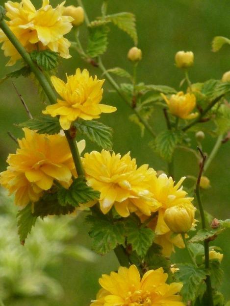 "Les fantassins" du jardin ...
