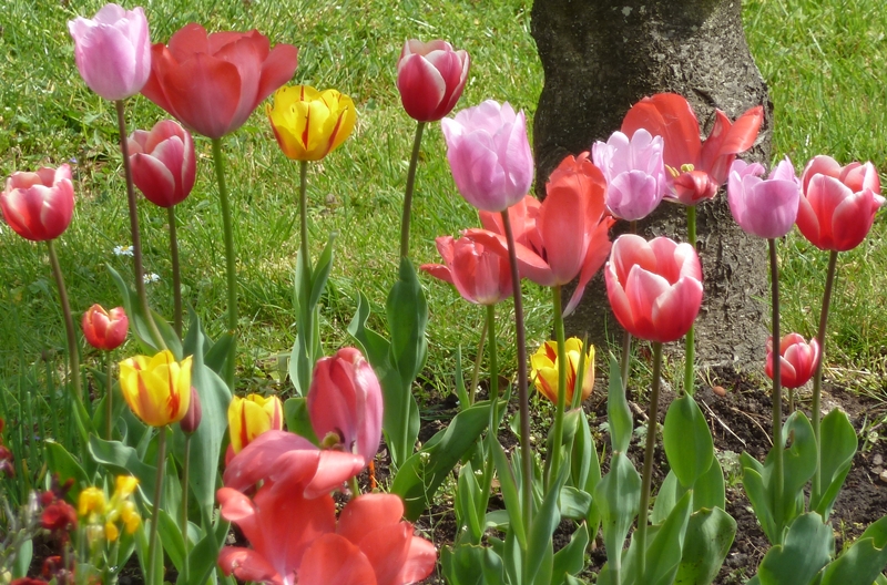 tulipe