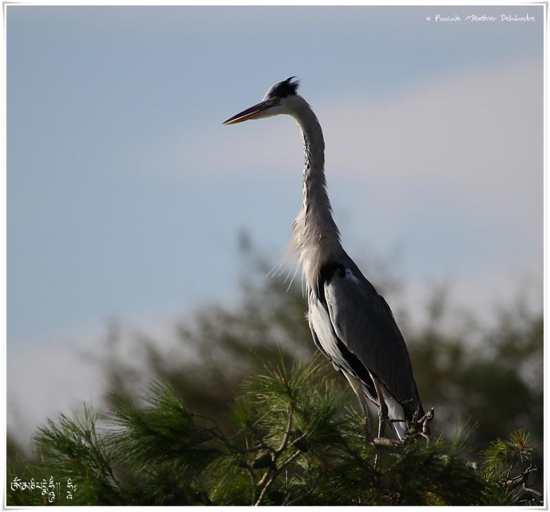 Héron cendré - Ardea cinerea - Grey Heron