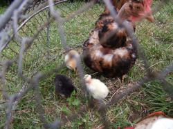 Les poussins de juin 2013 avec leur "maman"