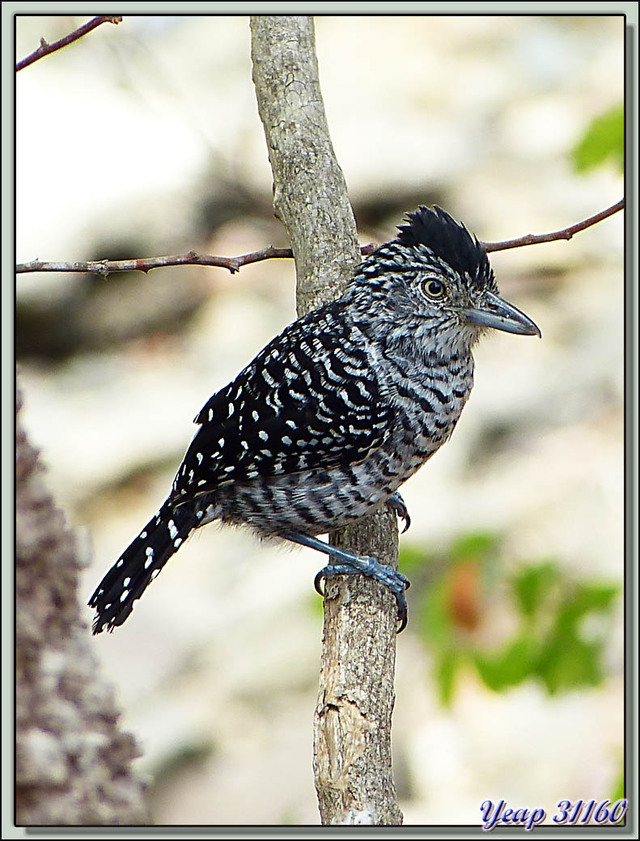 Blog de images-du-pays-des-ours : Images du Pays des Ours (et d'ailleurs ...), Madame et Monsieur Batara rayé (Thamnophilus doliatus) - Bord du Canal - Ciudad de Panamà