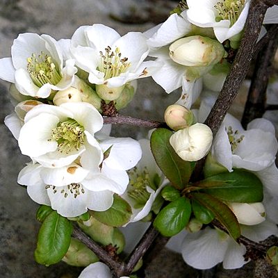 Arbre fruitier : Cognassier