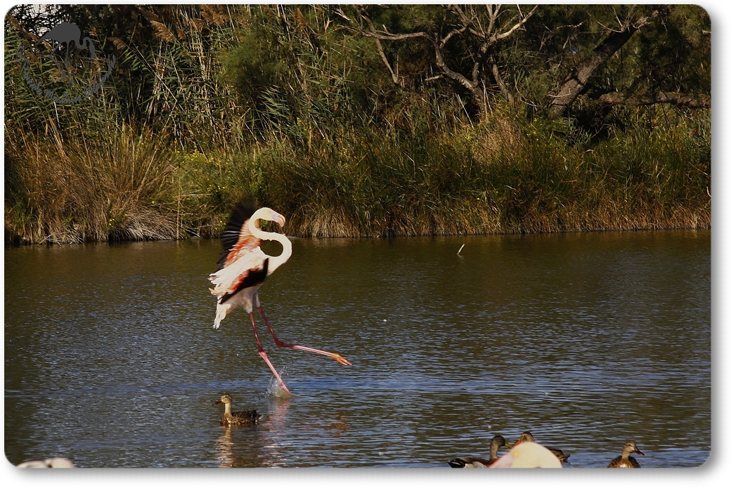 "Atterrissage" de Flamant rose...