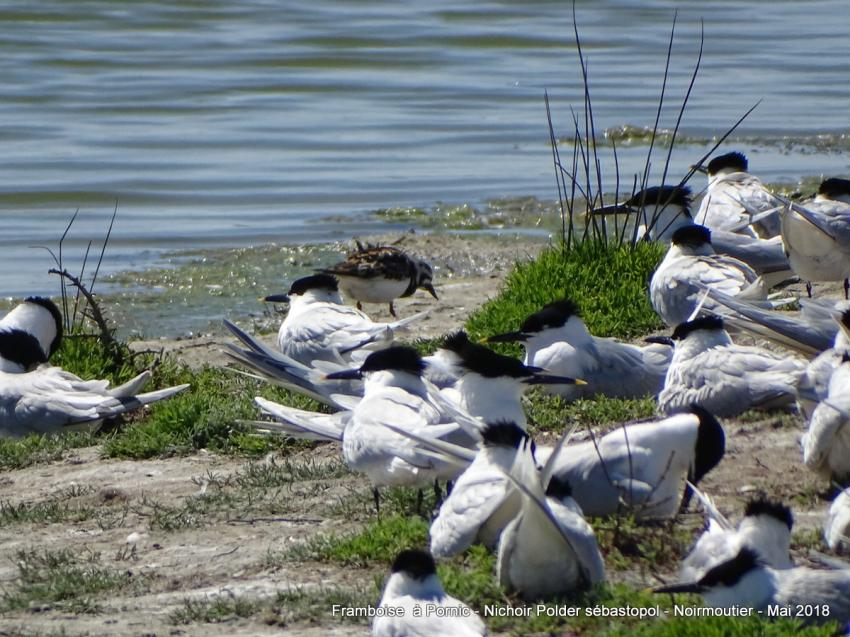 Oiseaux du polder Sébastopol à Noirmoutier 