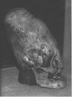 skull.gif