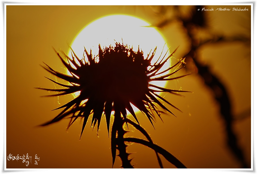 Couché de soleil sur Chardons fanés...