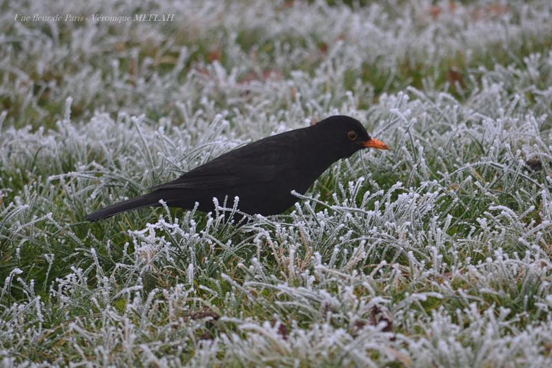 Rambouillet : Merle noir en hiver 