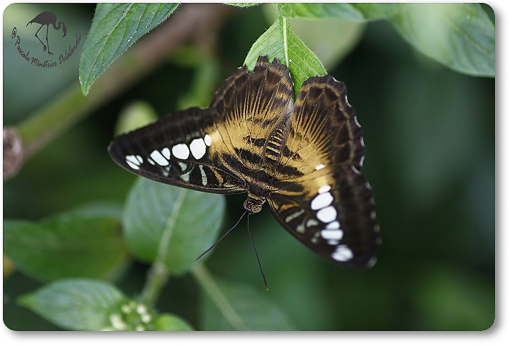 Parthenos sylvia -  Nymphalidae - Philippines