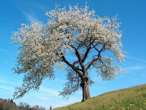 Arbre fruitier : Cerisier