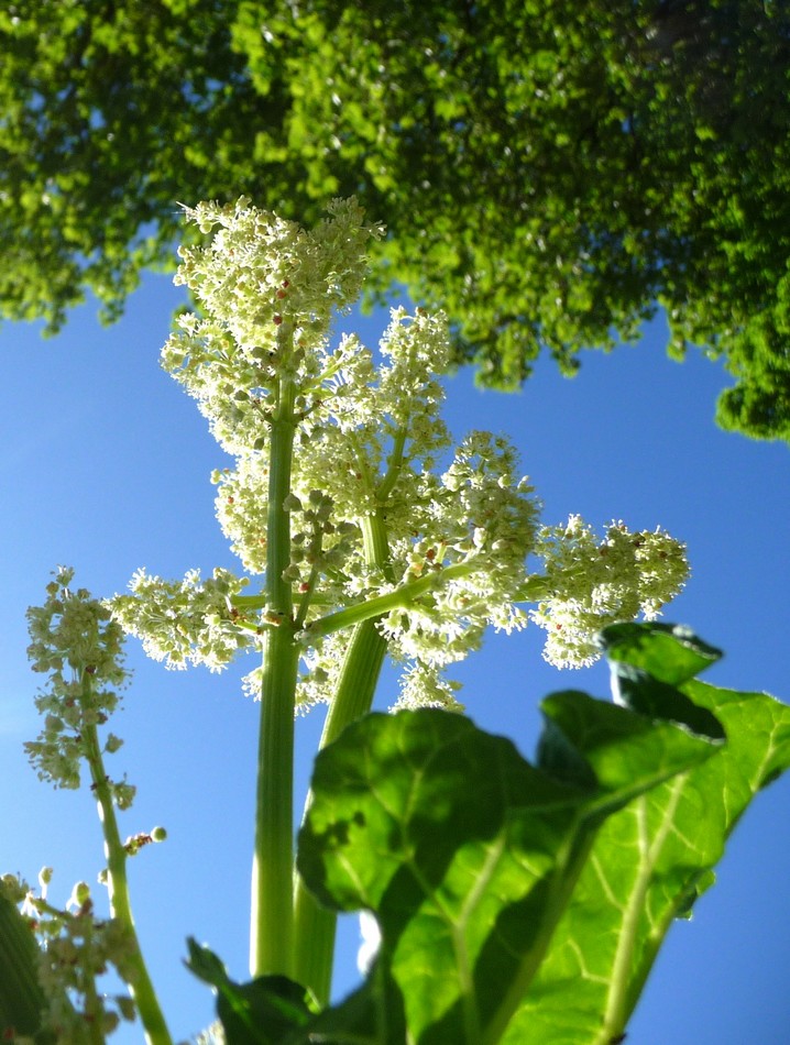 Au Jardin des Plantes, Raoul Douglas dessine