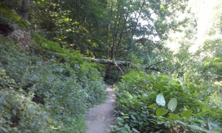 Leverkusen hautnah: Von der Diepentalsperre über den Murbach und die Wupper bis nach Opladen