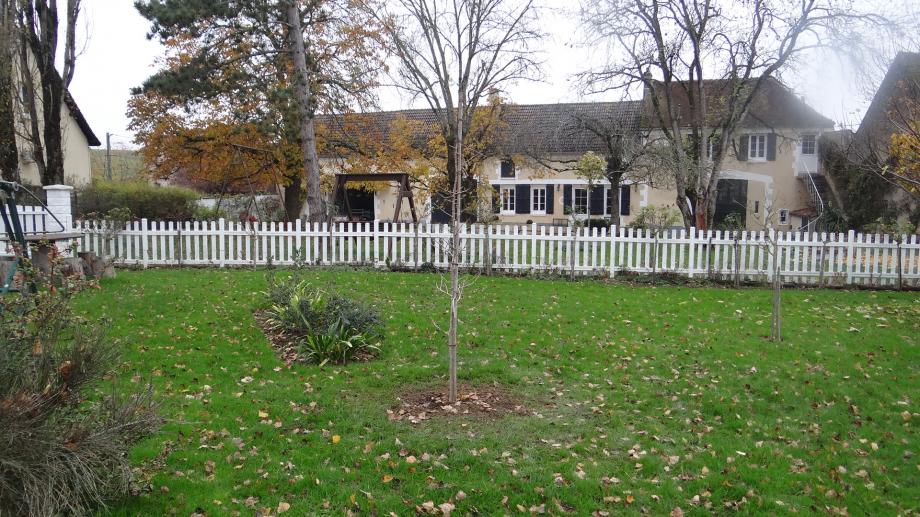 Ginkgo Biloba Arbre aux 40 Ecus