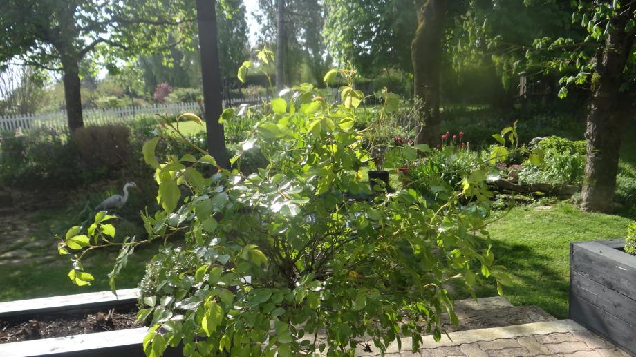 Rosier Tige Celina Jaune (DECOROSIERS)