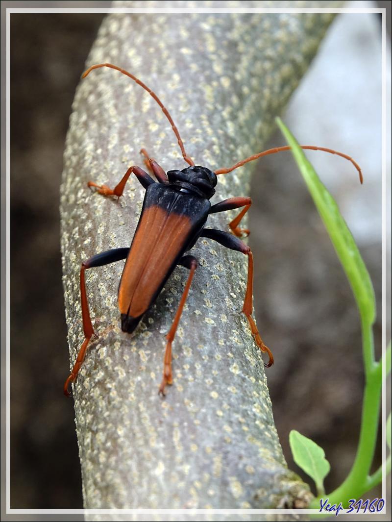 Longicorne (Mastododera nodicollis) - Nosy Sakatia - Madagascar