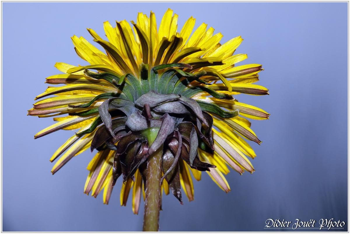 Pissenlit (8) - Taraxacum