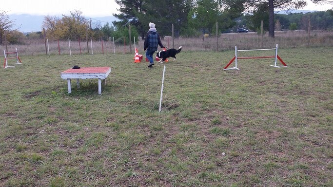 cours agility du 22 novembre