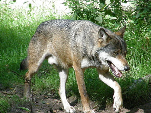 800px-Wolf._bei_Eekholt.jpg