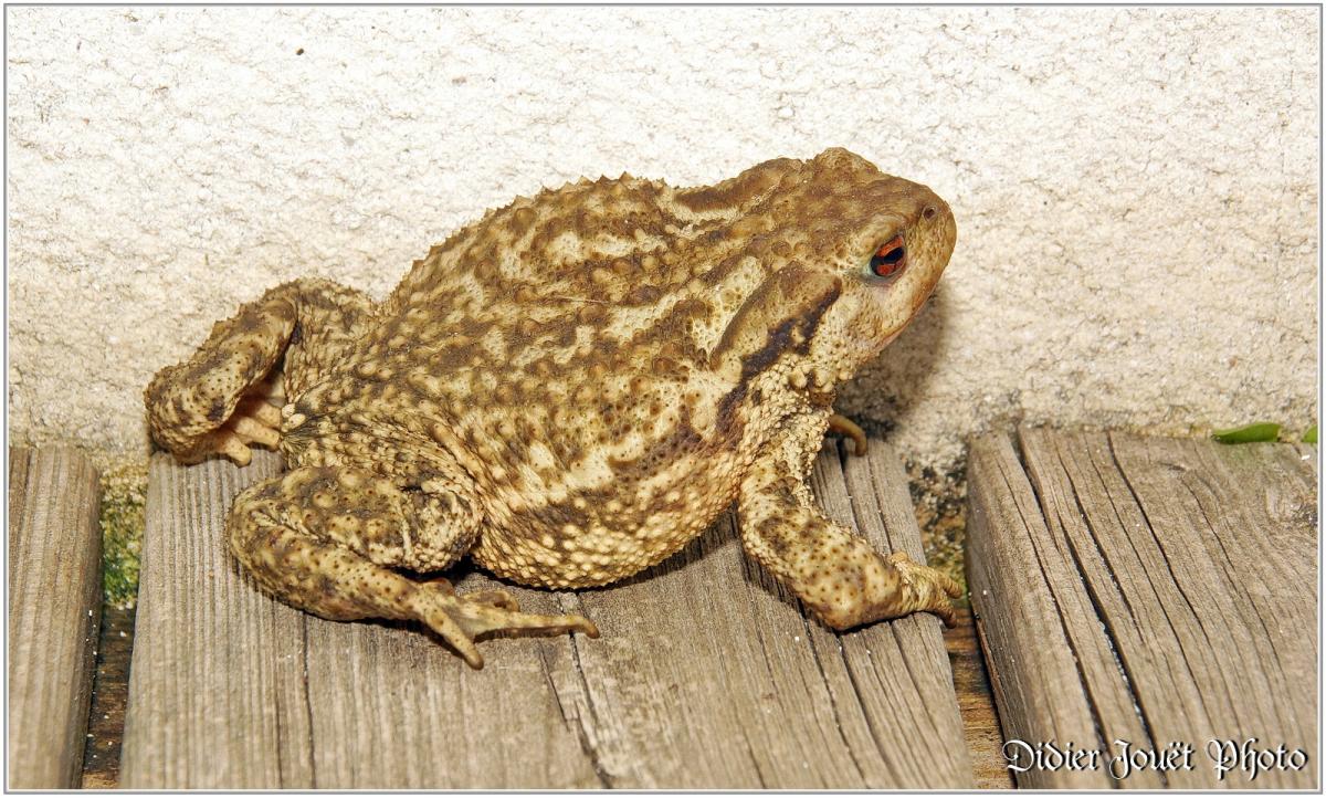 Crapaud Commun (1) - Bufo bufo
