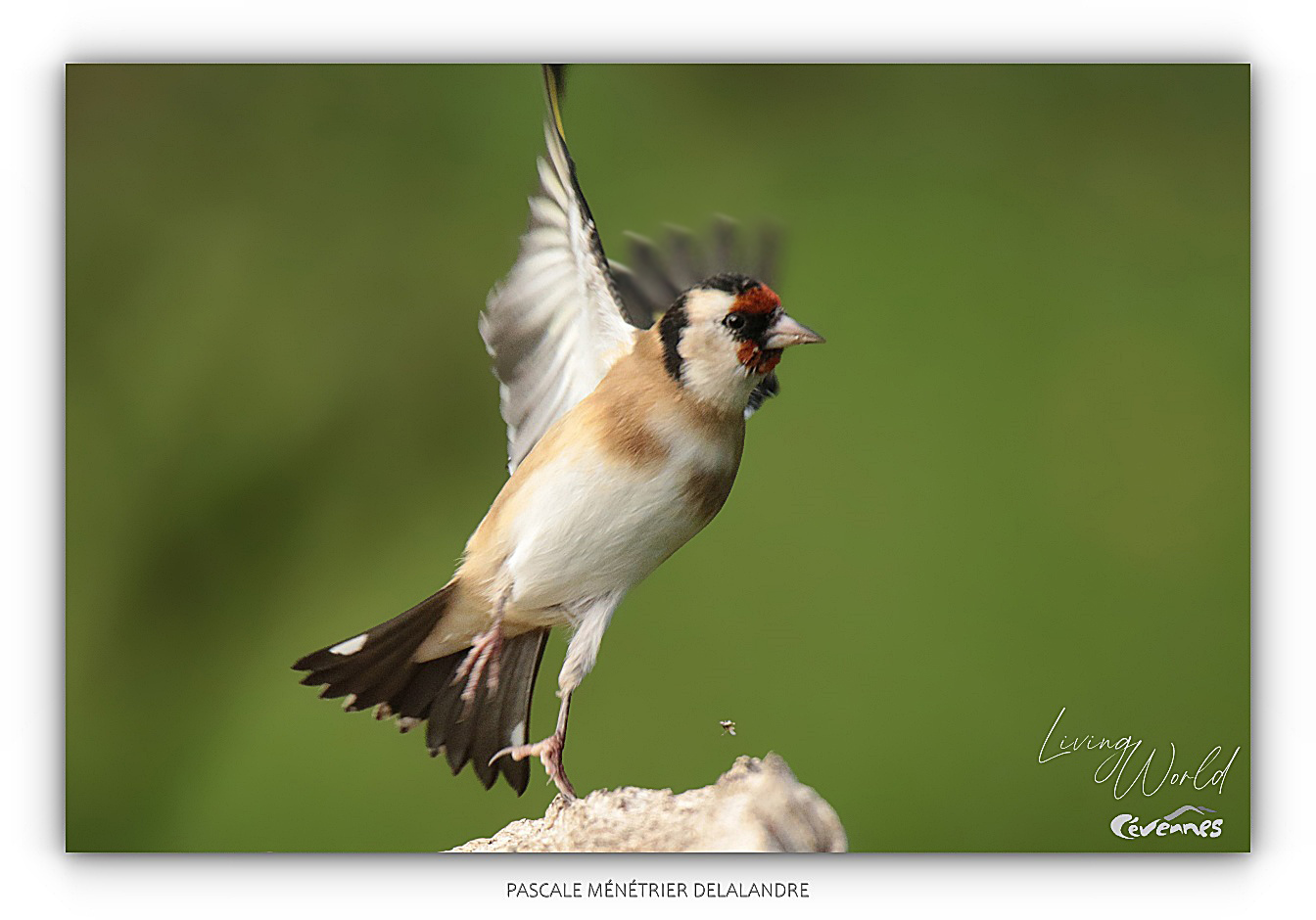 Ces oiseaux dont la beauté leur vaut d'être braconnés et enfermés en cage.