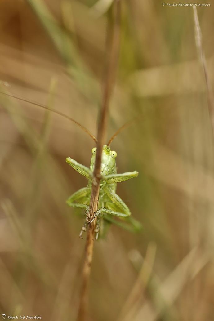 Sauterelle ♂ de la famille des Tettigoniidae