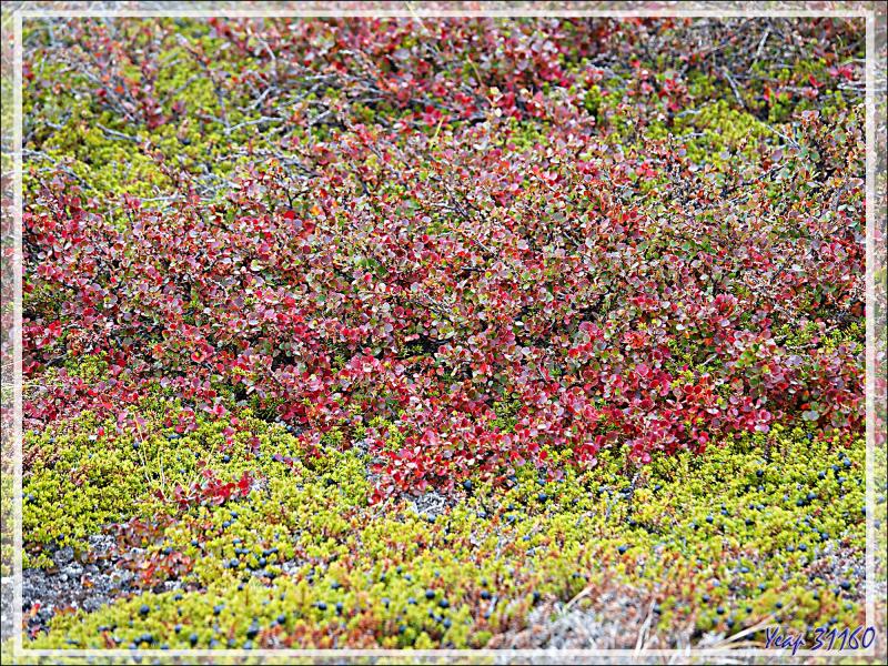 Couleurs d'automne précoces pour les plantes de la toundra - Sermermiut - Ilulissat - Baie de Disko - Groenland