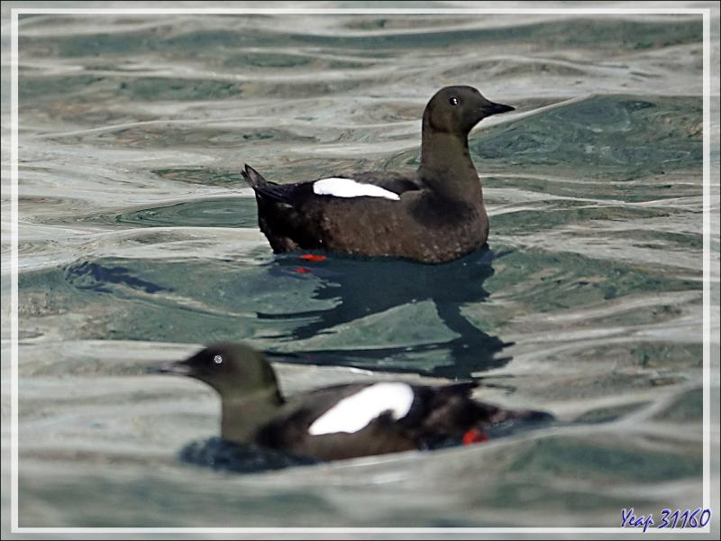 Guillemot à miroir, Black Guillemot (Cepphus grylle) - Cambridge Point - Coburg Island - Baffin Bay - Nunavut - Canada