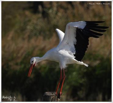 Cigogne blanche - Ciconia ciconia - White Stork