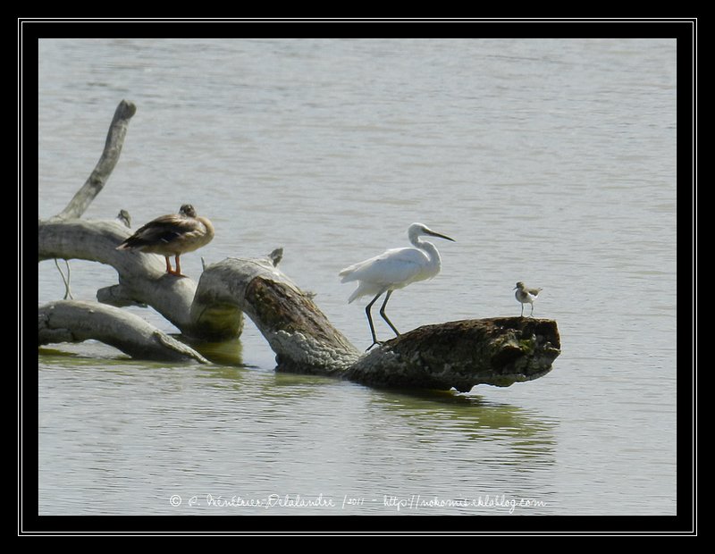 Aigrettes Garzettes, Canard coltvert et Chavalier à cul blanc
