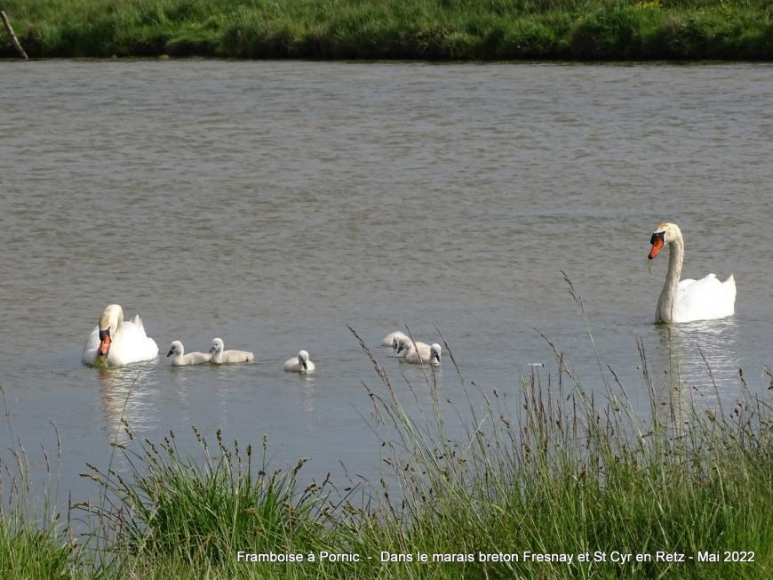 Cygnes et cygneaux dans le marais breton - Mai 2022