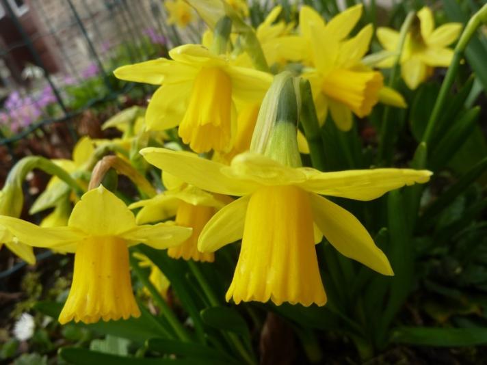 Jaune éclatant ..."les jonquilles" !