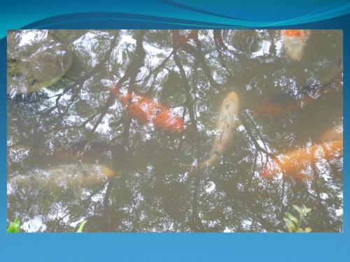 Maulévier,le parc oriental (3)