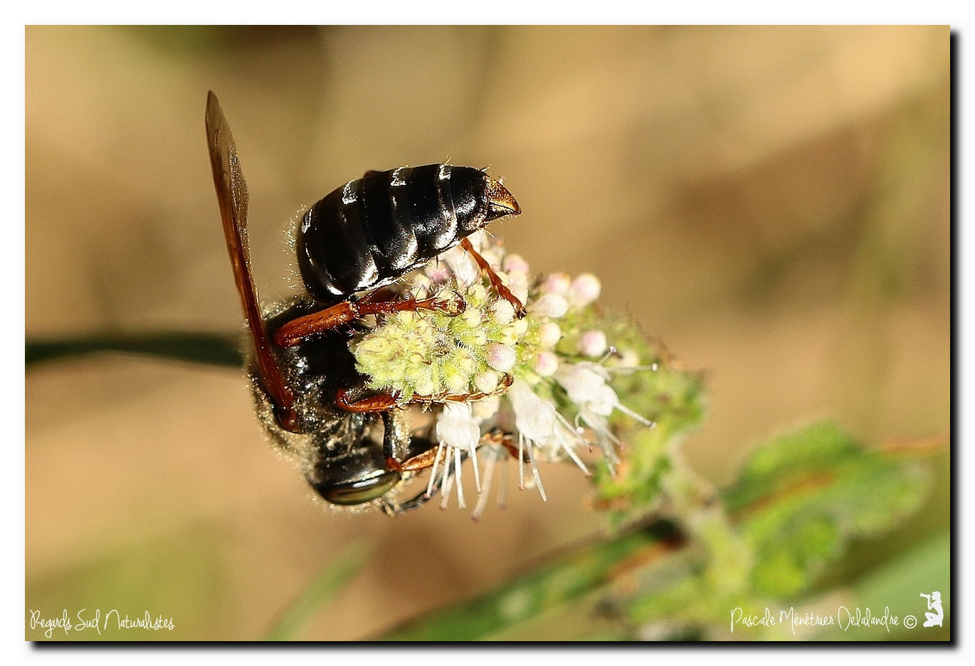 Tachytes obsoletus occidentalis