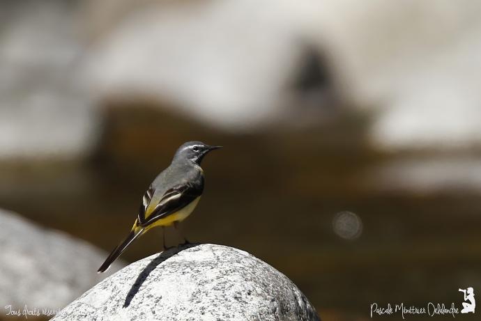 Bergeronnette des ruisseaux