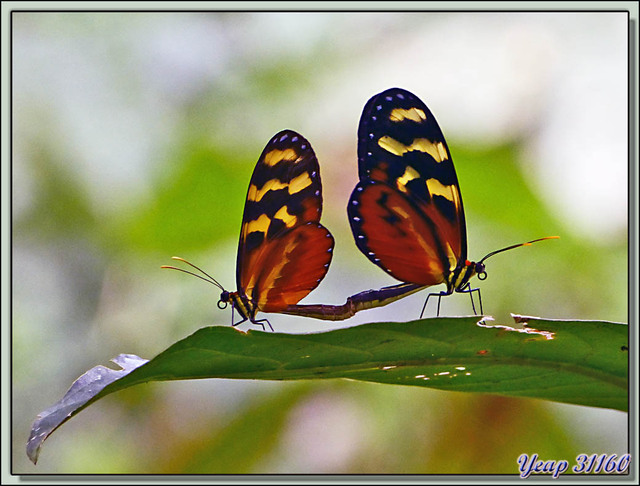 Blog de images-du-pays-des-ours : Images du Pays des Ours (et d'ailleurs ...), Papillons Héliconius in copula (Mechanitis polymnia isthmia) - Puerto Viejo de Sarapiqui, Costa Rica
