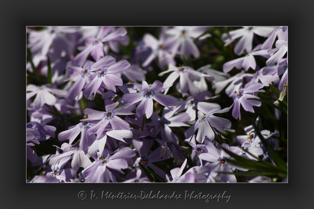 Phlox mousse...