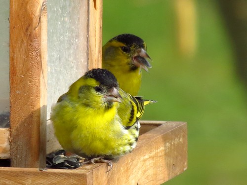 Oiseaux de mon jardin