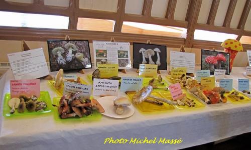 La Société Mycologique du Châtillonnais a organisé une exposition de très beaux champignons à Mussy sur Seine...