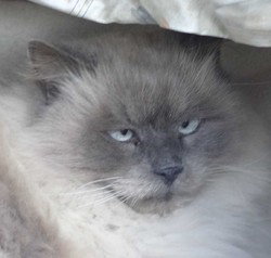 Mathurin et mathurine sos perpignan (urgent, pas de fa), Chat sacré de birmanie à adopter