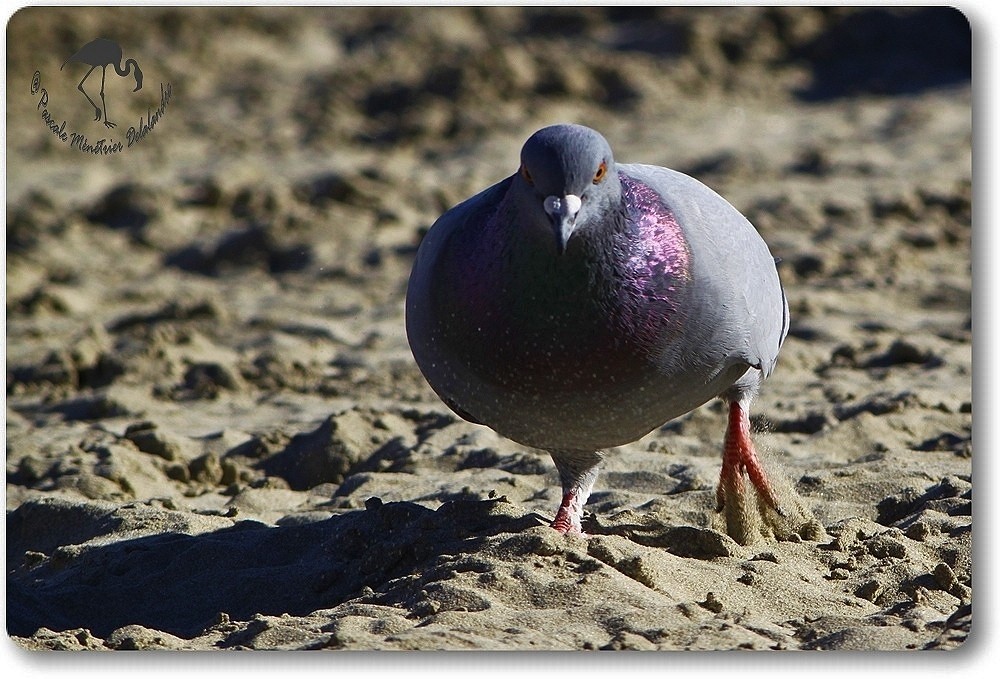 Pigeon Biset...