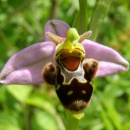 Index illustré orchidées
