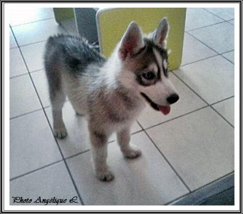 Jeska (2,5 mois)