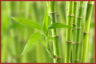 Plantes Energies.